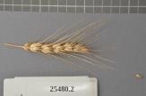 Click for 1 image(s) for this accession. Spike